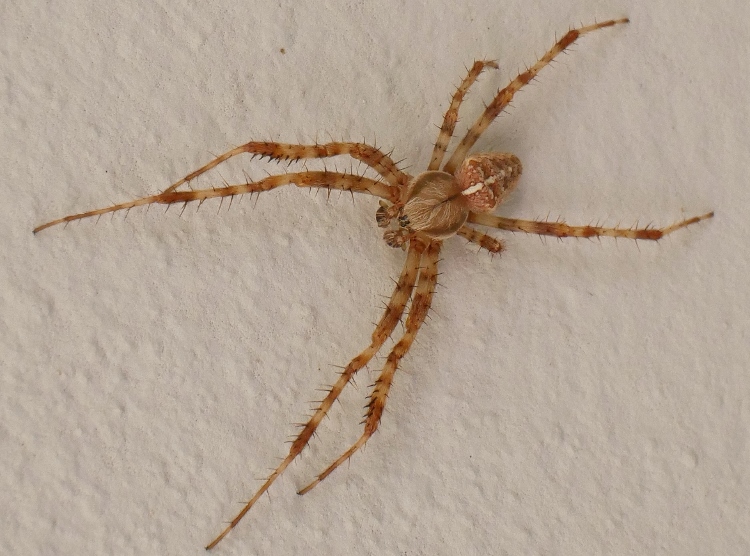 Araneus diadematus ? S, maschio - Sassoferrato (AN)